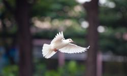 Featured image of post Shepherd Unknown: Trusting God with the Next Pope